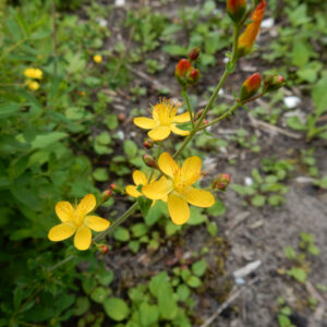 Hypericum pulchrum | fraai hertshooi