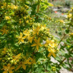 Hypericum tetrapterum | gevleugeld hertshooi