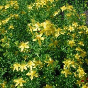 Hypericum perforatum | sint-janskruid