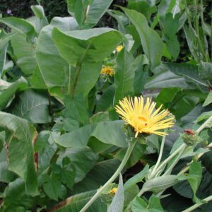 Inula helenium | Griekse alant