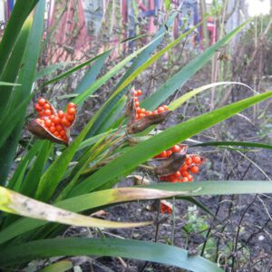 Iris foetidissima | stinkende lis