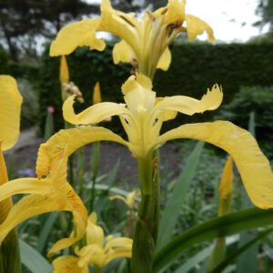 Iris pseudacorus | gele lis