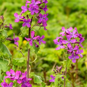 Lunaria annua