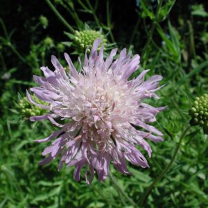 Knautia arvensis | beemdkroon