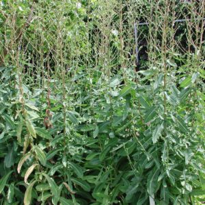 Lactuca virosa | gifsla