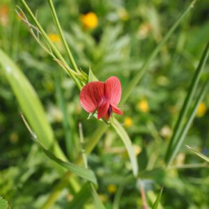 Lathyrus cicera | rode erwt