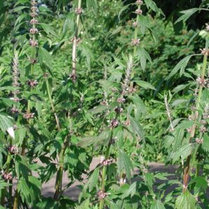 Leonurus cardiaca | hartgespan