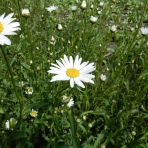 Leucanthemum vulgare | margriet