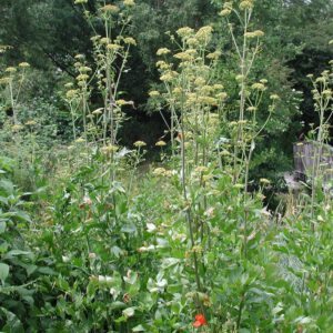 Levisticum officinale | lavas / maggiplant