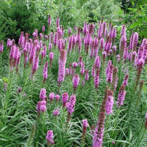 Liatris spicata | prachtschaarde