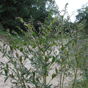Lithospermum officinale | glad parelzaad