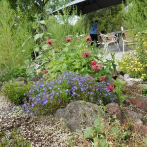 Lobelia erinus | tuinlobelia