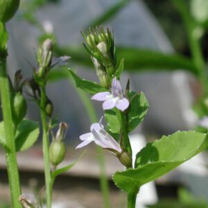 Lobelia inflata | blaaslobelia