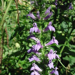 Lobelia siphilitica | virginische lobelia