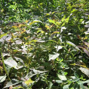 Lycopus virginicus | virginische wolfspoot