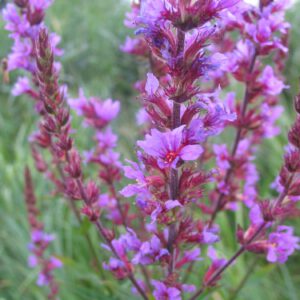 Lythrum salicaria | grote kattenstaart