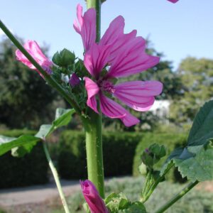 Malva sylvestris | groot kaasjeskruid