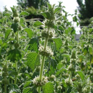 Marrubium vulgare | malrove