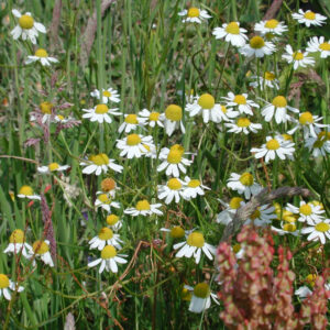 Matricaria chamomilla | echte kamille