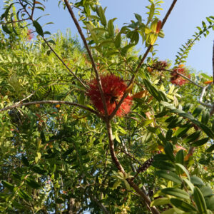 Melaleuca hypercifolia | Australische heuvelstruik