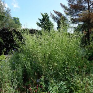 Melilotus albus | witte honingklaver