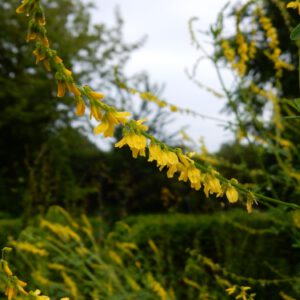 Melilotus officinalis | citroengele honingklaver