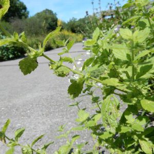 Melissa officinalis | citroenmelisse