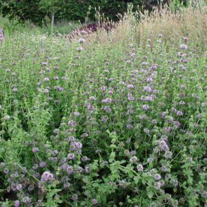 Mentha pulegium L. | polei