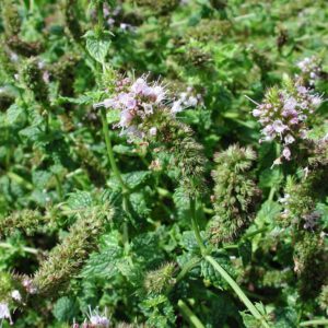 Mentha spicata | aarmunt