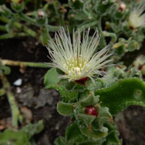 Mesembryanthemum crystallinum | ijsbloem