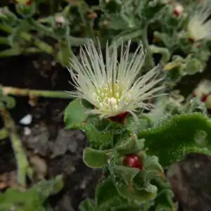 Mesembryanthemum crystallinum