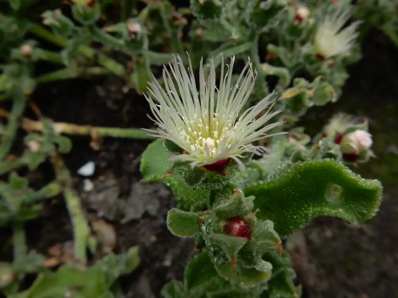Mesembryanthemum crystallinum
