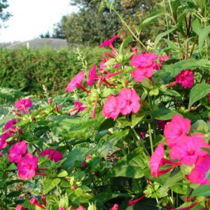 Mirabilis jalapa | nachtschone
