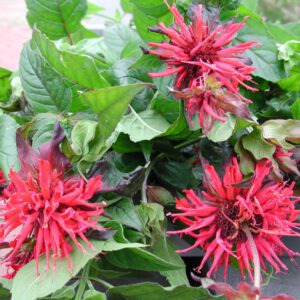 Monarda didyma | bergamot