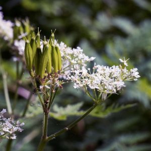 Myrrhis odorata | Roomse kervel