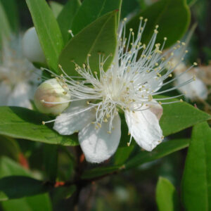 Myrtus communis | mirte