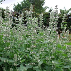 Nepeta cataria | wild kattenkruid