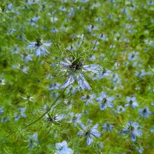Nigella damascena | Juffertje-in-het-groen