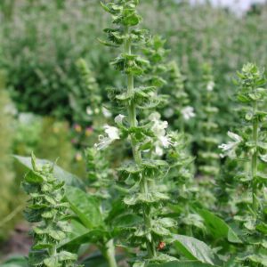 Ocimum basilicum