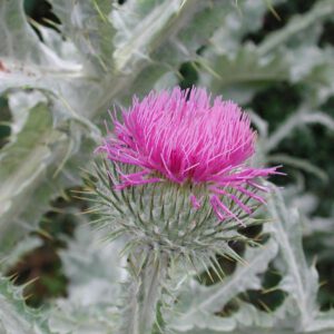 Onopordum acanthium | wegdistel