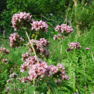 Origanum vulgare | wilde marjolein