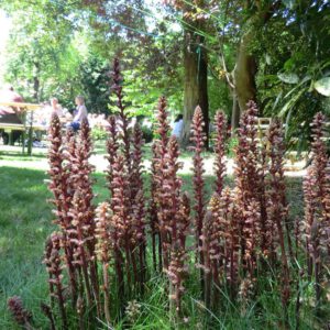 Orobanche hederae | klimopbremraap