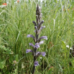 Orobanche purpurea | blauwe bremraap