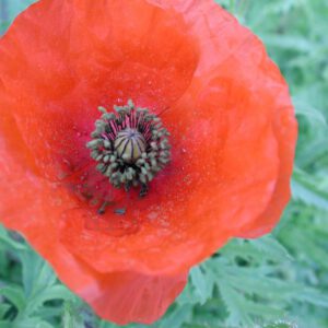 Papaver rhoeas | grote klaproos
