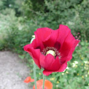Papaver somniferum | slaapbol
