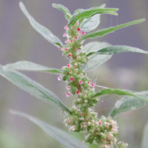 Parietaria officinalis | groot glaskruid