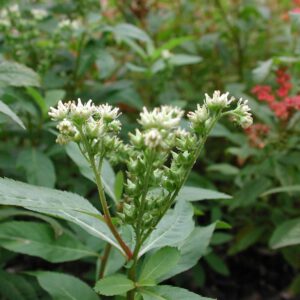 Penthorum sedoides | steenbreek