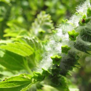 Perilla frutescens | Japanse munt / shiso
