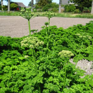 Petroselinum crispum | krulpeterselie