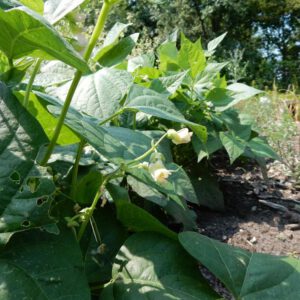 Phaseolus vulgaris | boon